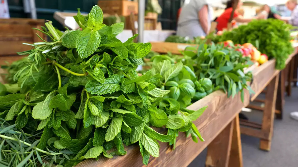 Не всякая мята одинакова: узнайте о 4 наиболее часто используемых видах и перестаньте ошибаться при приготовлении чая и рецептов