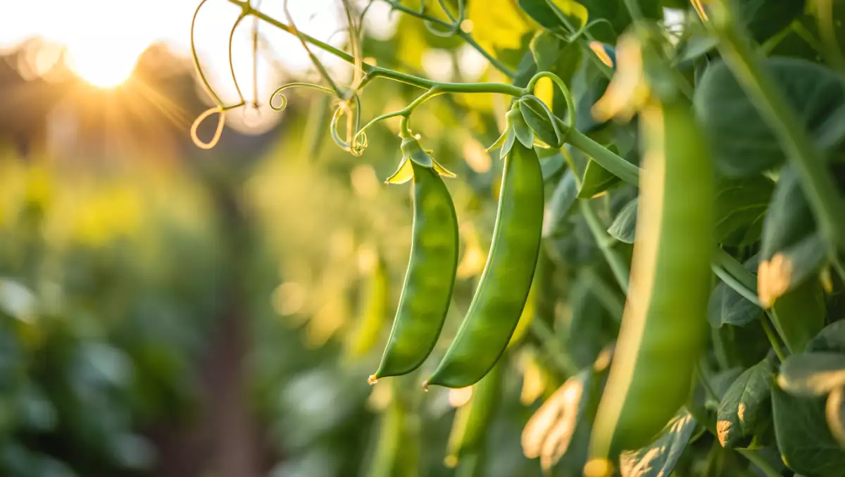 Как легко приготовить снежный горох? Все советы, которые помогут сохранить его хрустящим и вкусным