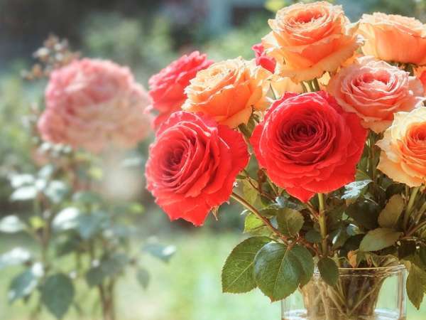 Вы подарили цветы на День святого Валентина? Ингредиент из кладовой, который поможет им продержаться дольше