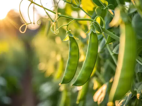 Как легко приготовить снежный горох? Все советы, которые помогут сохранить его хрустящим и вкусным