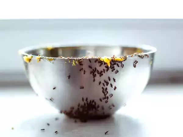 Бабушкины советы, как распрощаться с муравьями на кухне