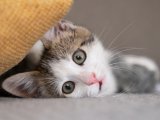 Папки: Почему нельзя давать кошке молоко: поймите риск