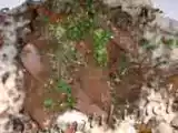 Рецепт Салат из печенки с брынзой