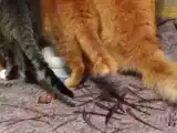 Рецепт Вести с полей!